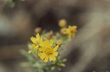 Yellow flowers