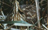 American bittern