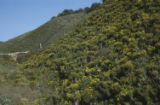 Giant coreopsis