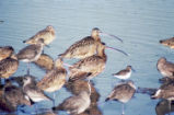 Long-billed curlews, dunlins, willets and dowitchers