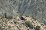 Bighorn sheep