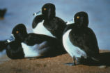 Ring-necked ducks