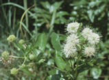 Common buttonbush