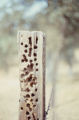 Woodpecker holes in fence post