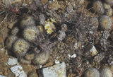 Coastal cholla and Fishhook cactus