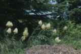 Common beargrass