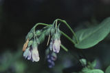 Tall fringed bluebells