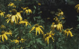 Yellow flowers