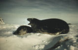 Weddell seal