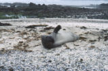 Northern elephant seal