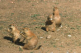 Prairie dogs