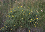 Shrubby cinquefoil