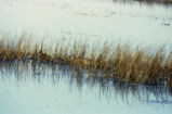 Clapper rail