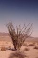 Ocotillo