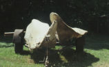 Sperm whale skull