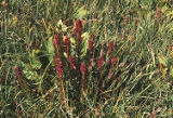 Redpod stonecrop