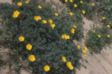 California poppy