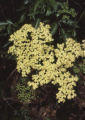 Catalina ironwood flowers