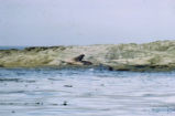 Northern elephant seal