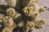 Teddybear cholla