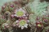 Coastal pricklypear