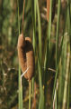 Cattail