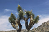 Joshua tree