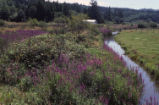 Purple loosestrife