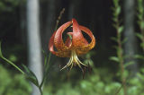 Turk's-cap lily