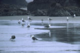 Western gulls