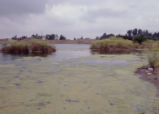 Bernard Field Station lake