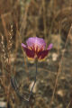 Plummer's mariposa lily