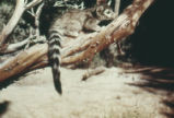 Ringtail