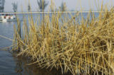 Hardstem bulrush