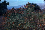 Parish's rabbitbrush