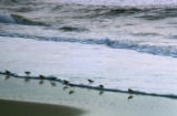 Sanderlings