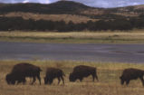 American bison