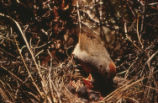 Green-tailed towhee