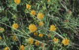 Oregon gumweed