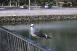 Heermann's gull