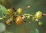 Golden currant