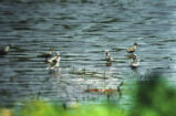Group of Wilson's phalarope