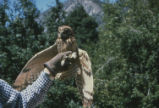 Short-eared owl