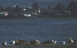 Harbor seal