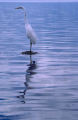 Great egret