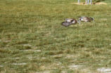 American wigeons