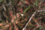 Roundleaf sundew