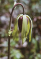 California pitcherplant