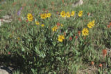 Oneflower helianthella