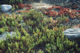 Virginia glasswort